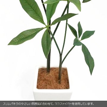スリムパキラ 110cmの画像