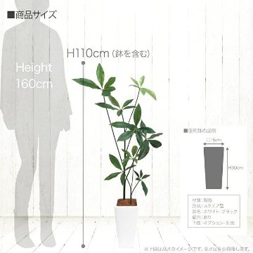 スリムパキラ 110cmの画像