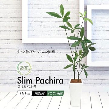 スリムパキラ 110cmの画像