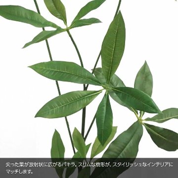 スリムパキラ 110cmの画像