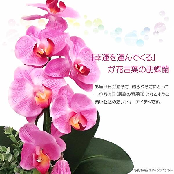 開運胡蝶蘭の画像