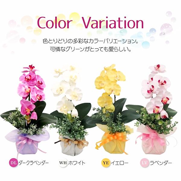 開運胡蝶蘭の画像