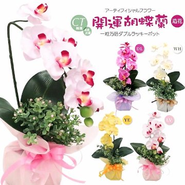 開運胡蝶蘭の画像