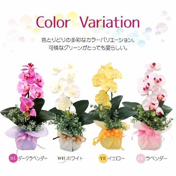 開運胡蝶蘭の画像