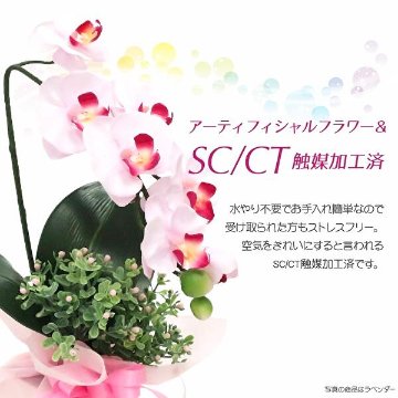 開運胡蝶蘭の画像