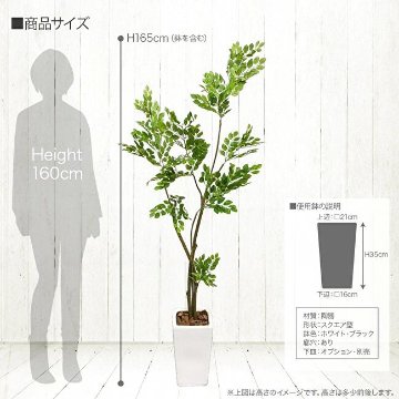 トネリコツリー鉢植 165cmの画像