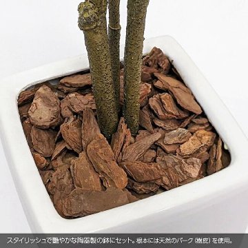 トネリコツリー鉢植 165cmの画像