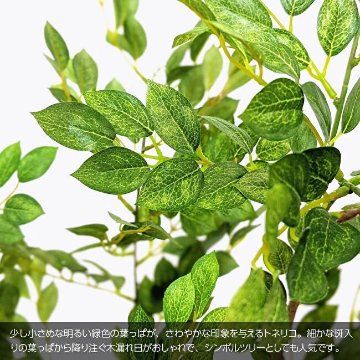 トネリコツリー鉢植 165cmの画像