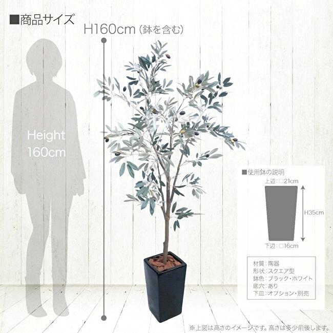 オリーブツリー鉢植 160cmの画像