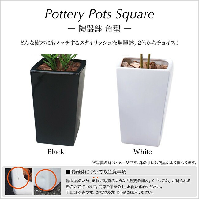 オリーブツリー鉢植 160cmの画像