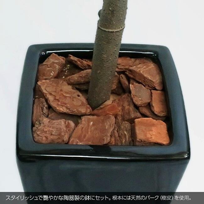 オリーブツリー鉢植 160cmの画像