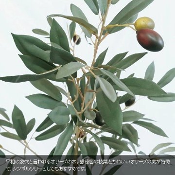 オリーブツリー鉢植 160cmの画像