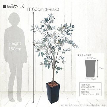 オリーブツリー鉢植 160cmの画像