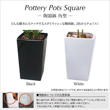 オリーブツリー鉢植 160cmの画像