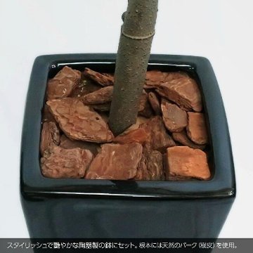 オリーブツリー鉢植 160cmの画像