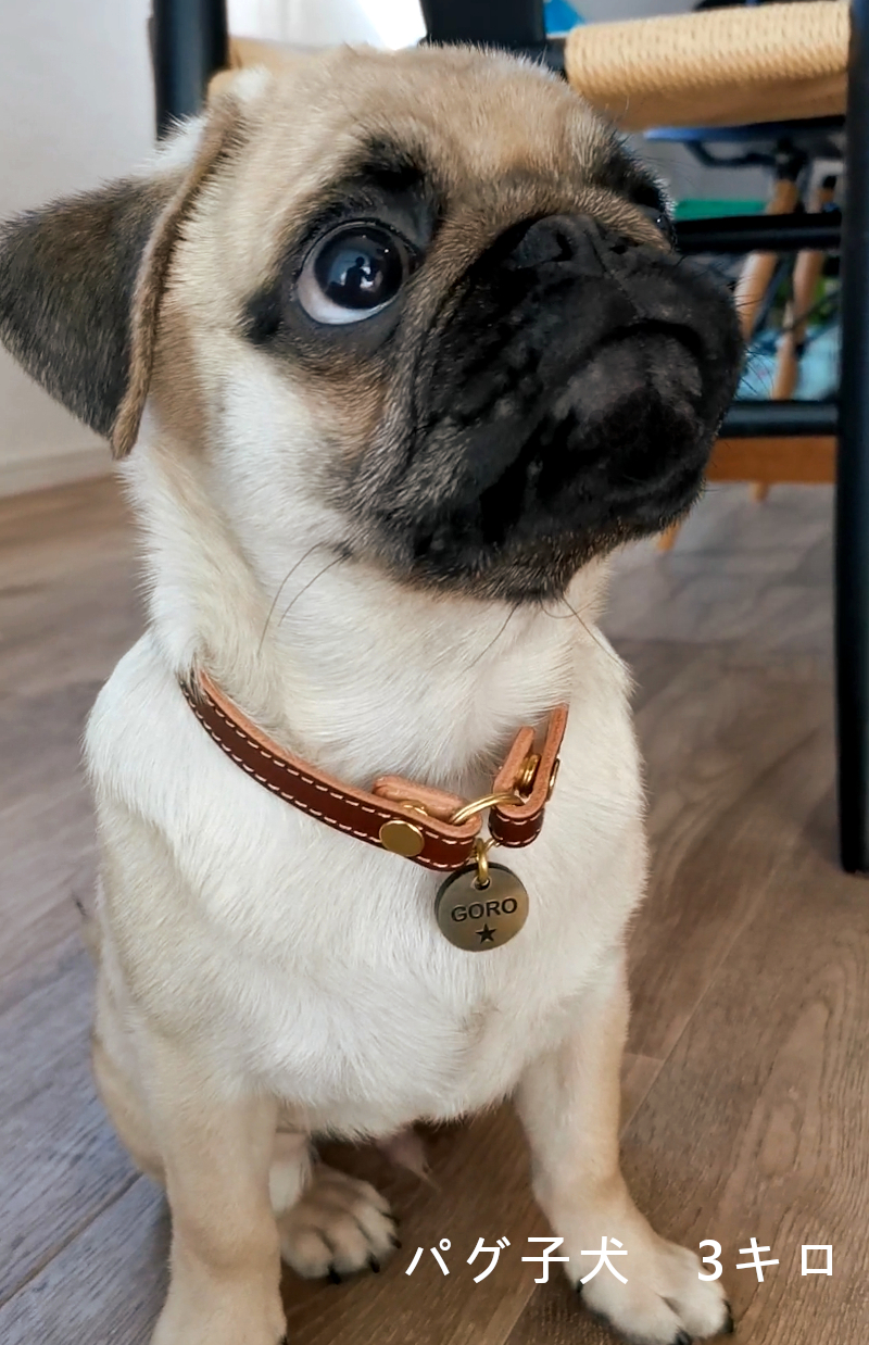 本革 オーダーページ 小型犬用わんちゃんチョーカー 【公式通販】
