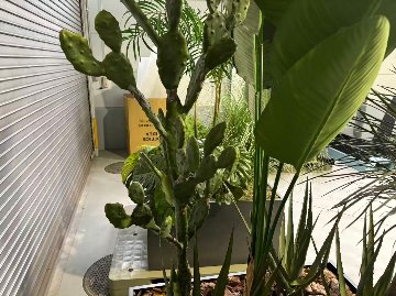 【土浦本店引き取り限定】　フェイクグリーン　フラワースタンド　プラントボックス　セット　ボックスサイズ950/950/500ｍｍ　造花高さ約2300mmの画像