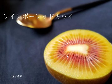 【訳あり】【産地直送】レインボーレッドキウイ　Mサイズ約24個(約2kg) 　皮の部分に小さなキズが付いているので、少しお安くお試し下さい（果肉はA級品と同じです）。の画像