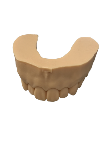R&Aプリント　オーソ　全顎模型の画像