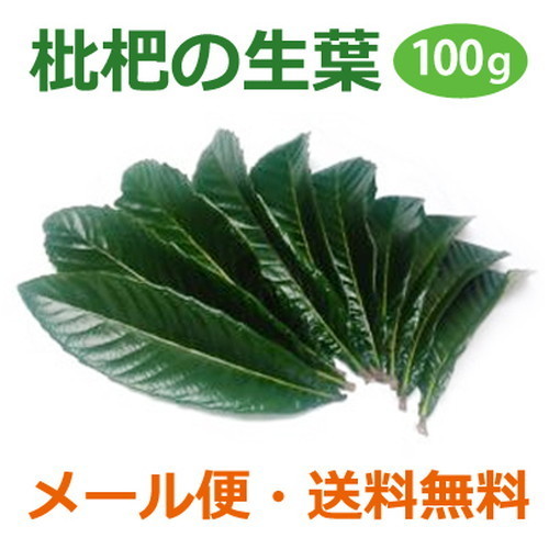 【あす着対応】【お買上特典】【お試しサイズ】無農薬 枇杷の葉（びわの葉）生葉5枚 に 始めてお使いの方への解説書付き　※ゆうパケット送料無料の画像