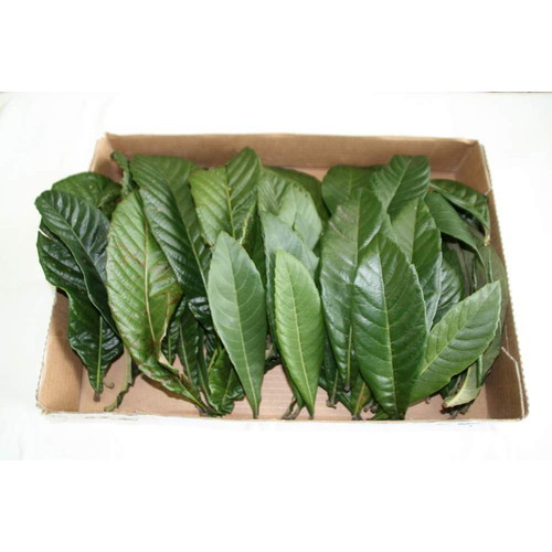 【あす着対応】【お買上特典】無農薬 枇杷の葉（びわの葉） 300g（枇杷の生葉30枚〜40枚） 【長崎・大分県産】  枇杷葉毎週2回入荷 ※送料無料（一部地域を除く）　同梱不可の画像