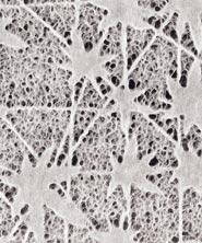 透かし和紙 手漉き 紅葉の画像