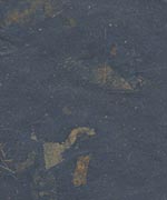 木の葉 落ち葉 紺の画像