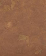 木の葉 落ち葉 焦茶の画像