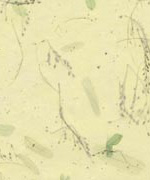 木の葉 花 緑＋緑の画像