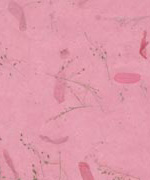 木の葉 花 赤＋赤の画像