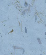 木の葉 花 青＋青の画像