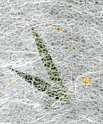 木の葉 笹の葉画像