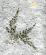 木の葉 シダ画像