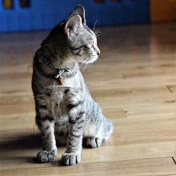 ねっこ玉　出雲の勾玉の猫用首輪（ローズクォーツ・小）画像