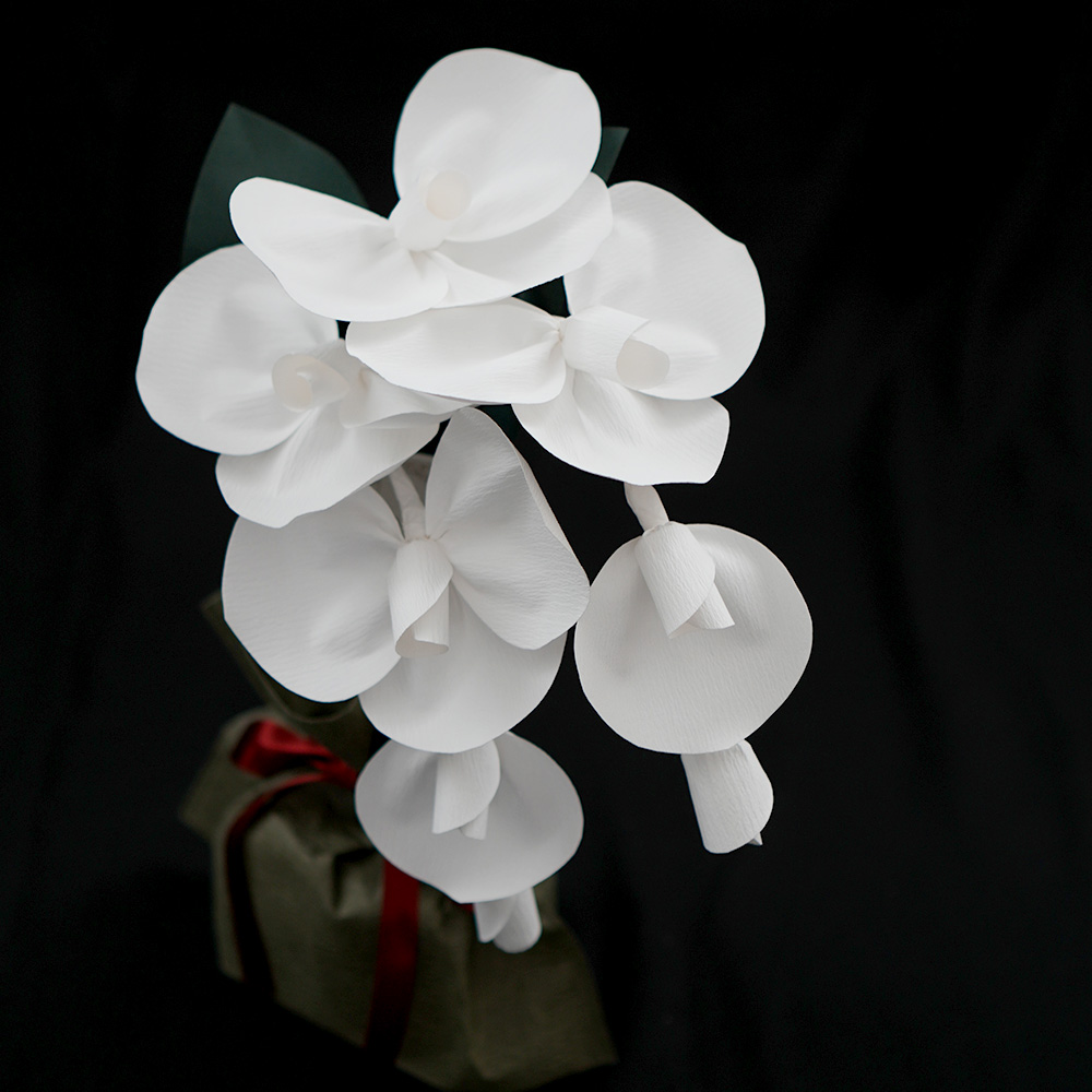 2026 SuperFlower 胡蝶蘭（万博迎賓館モデル／1万円）｜スーパー