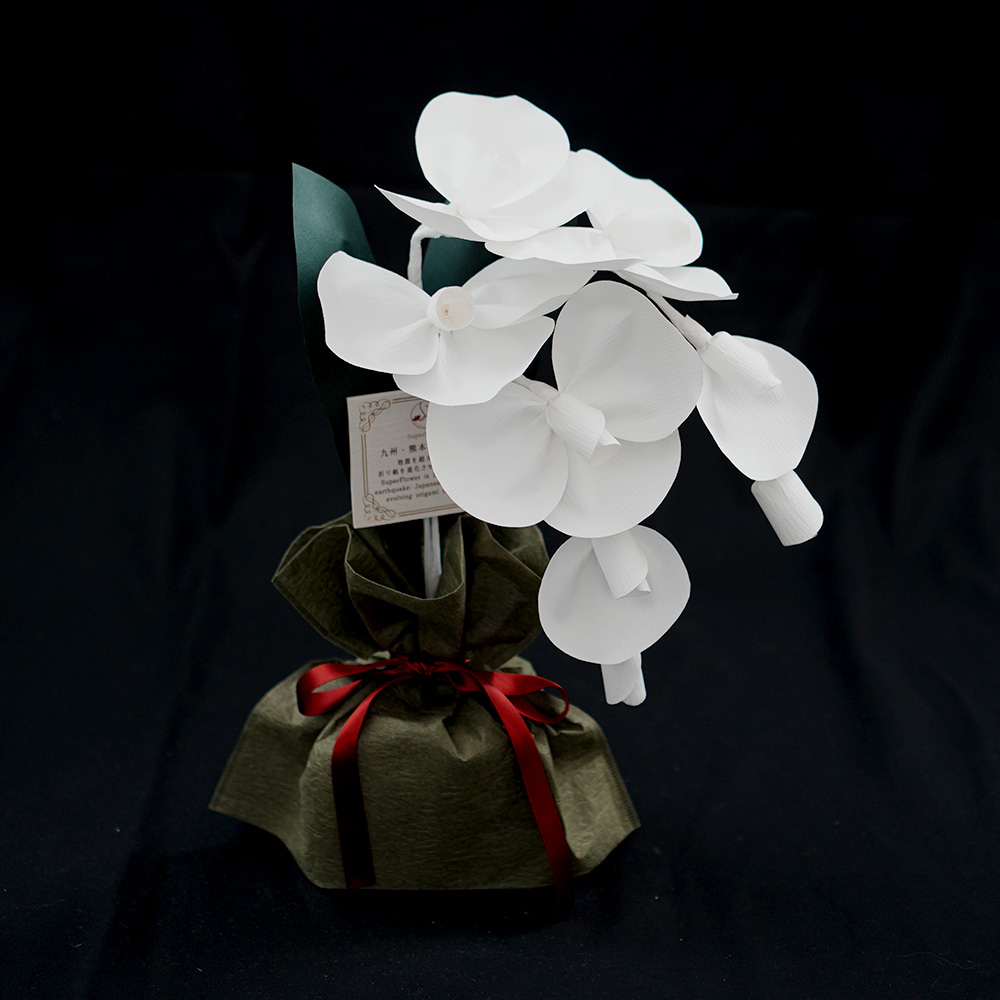 2026 SuperFlower 胡蝶蘭（万博迎賓館モデル／1万円）の画像