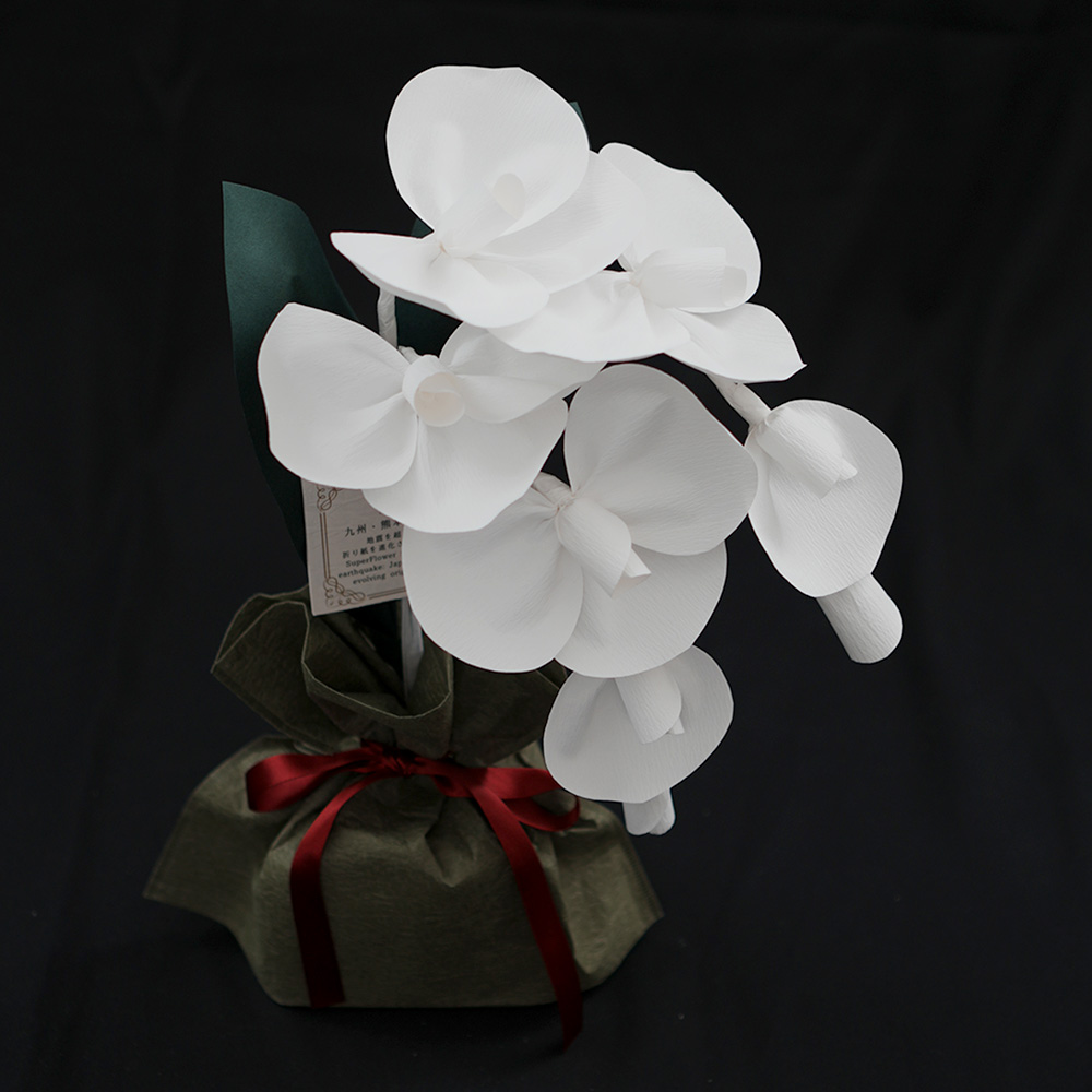 2026 SuperFlower 胡蝶蘭（万博迎賓館モデル／1万円）の画像