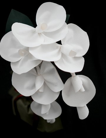 2026 SuperFlower 胡蝶蘭（万博迎賓館モデル／1万円）の画像