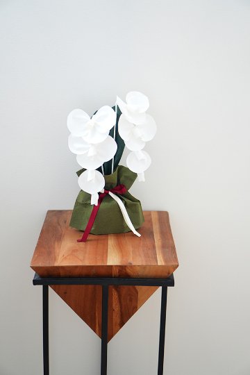 2026 SuperFlower 胡蝶蘭（万博迎賓館モデル／1万円）の画像