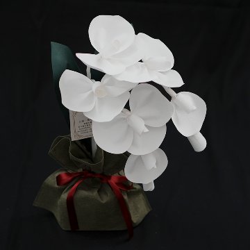 2026 SuperFlower 胡蝶蘭（万博迎賓館モデル／1万円）の画像