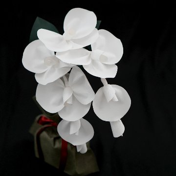 2026 SuperFlower 胡蝶蘭（万博迎賓館モデル／1万円）の画像