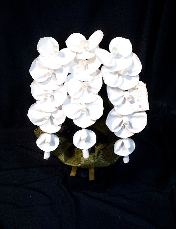 2026 SuperFlower 胡蝶蘭（2万円）の画像