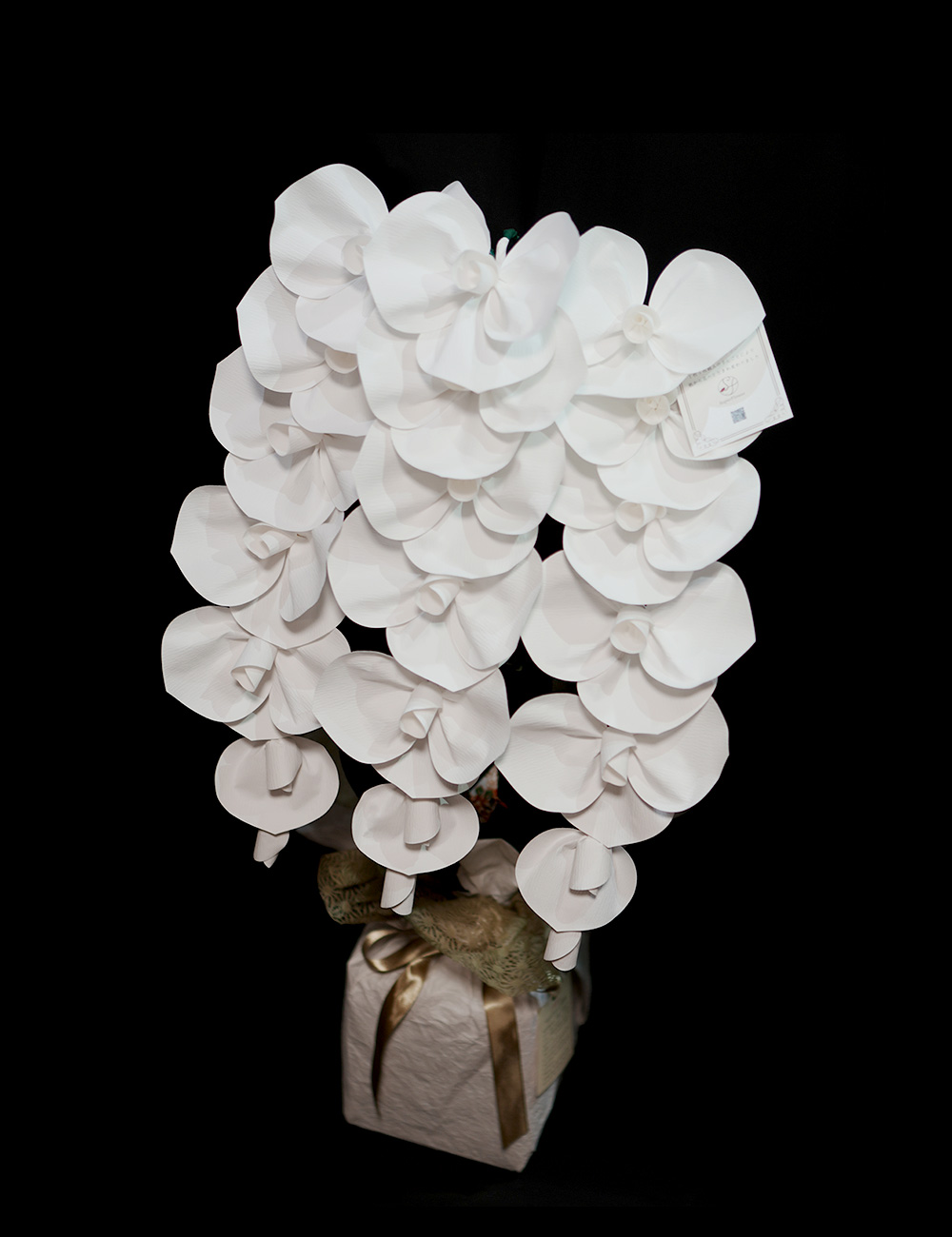 2026 SuperFlower 胡蝶蘭 3万円モデル