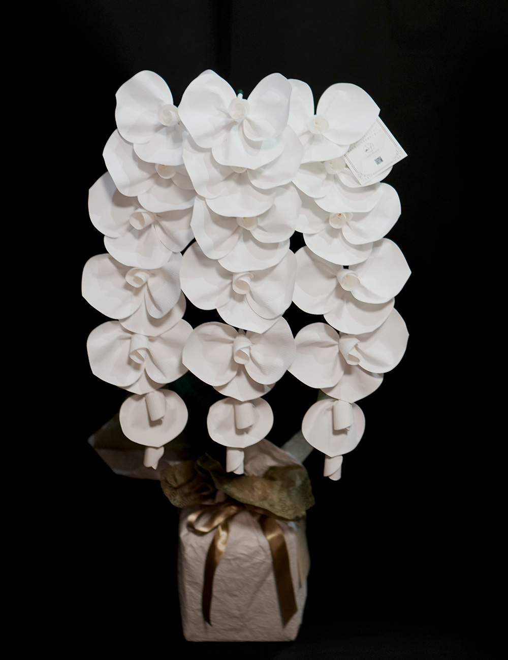 2026 SuperFlower 胡蝶蘭（3万円）の画像