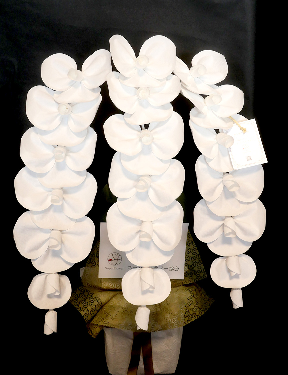 2026 SuperFlower 胡蝶蘭（3万円）の画像