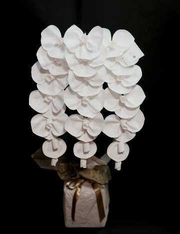 2026 SuperFlower 胡蝶蘭（3万円）の画像