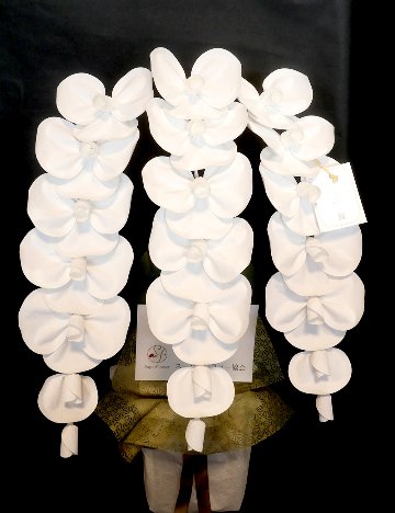 2026 SuperFlower 胡蝶蘭（3万円）の画像