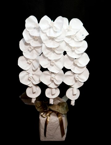 2026 SuperFlower 胡蝶蘭（3万円）の画像