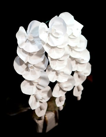 2026 SuperFlower 胡蝶蘭（3万円）の画像