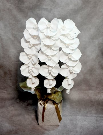 2026 SuperFlower 胡蝶蘭（3万円）の画像